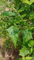 Chenopodiastrum simplex