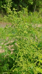 Chenopodiastrum simplex