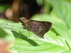 Vehilius stictomenes stictomenes
