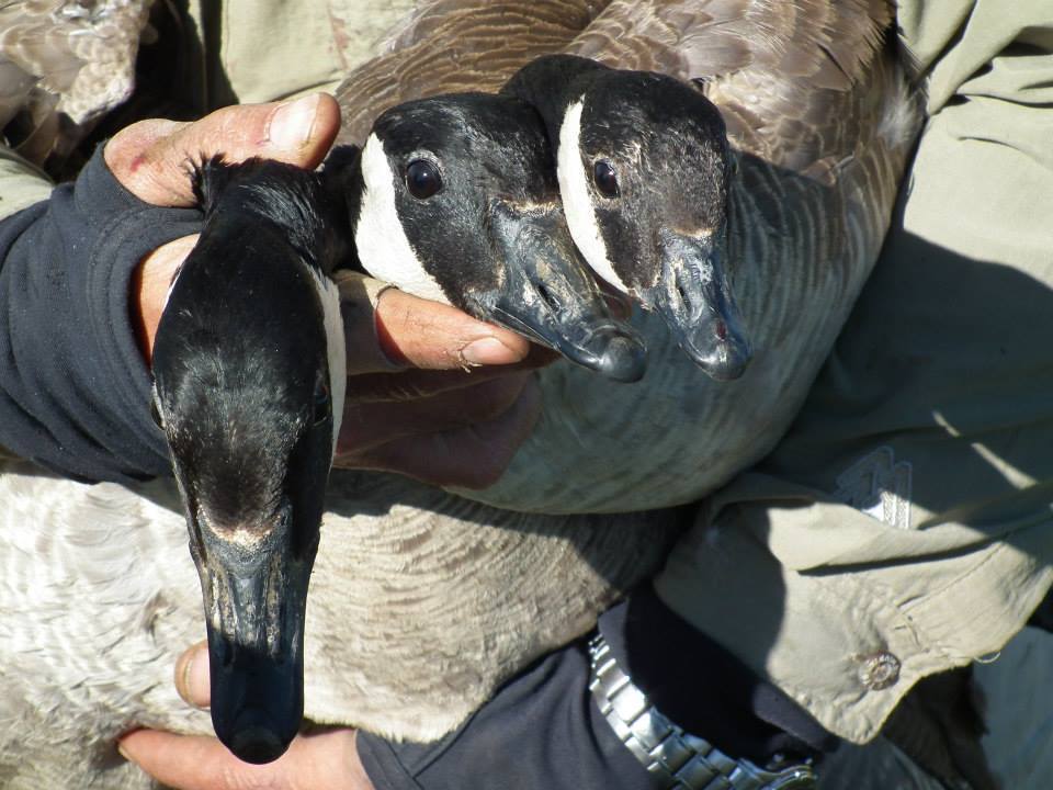 Todd's Canada Goose from Kenora District, ON, Canada on July 25, 2013