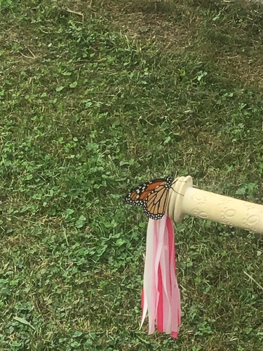 Monarch photographed in West Virginia