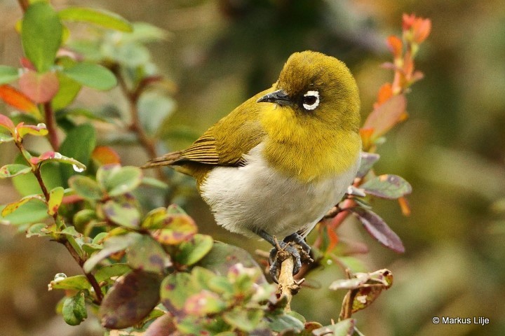 Sri Lanka White-eye photo