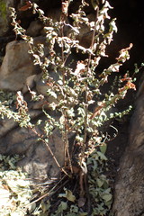 Cheilanthes hirta