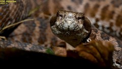 Gloydius intermedius