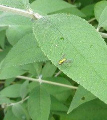 Condylostylus comatus