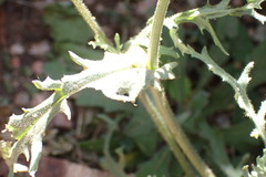 Cineraria aspera