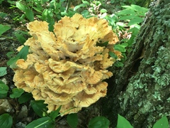 Laetiporus cincinnatus image