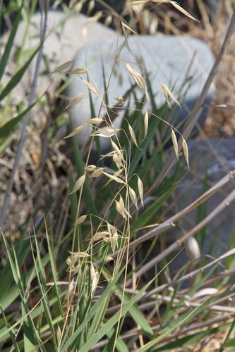 Oats (Avena ludoviciana)