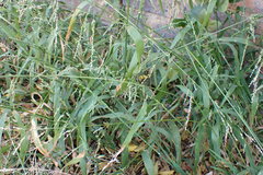 Ehrharta erecta natalensis