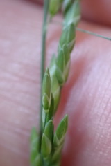 Ehrharta erecta natalensis