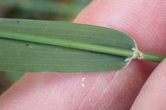 Ehrharta erecta natalensis