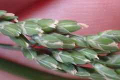 Ehrharta erecta natalensis