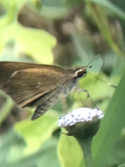 Synapte malitiosa