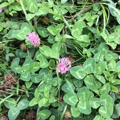 Trifolium pratense