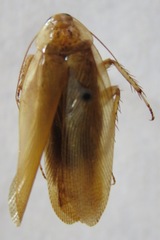 Latiblattella angustifrons