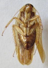 Latiblattella angustifrons