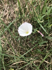 Convolvulus arvensis