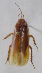 Ischnoptera rufa