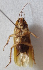 Ischnoptera rufa