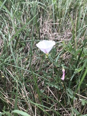 Convolvulus arvensis