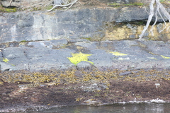Ulva linza