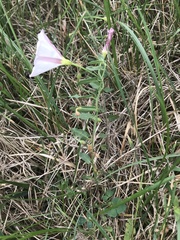 Convolvulus arvensis