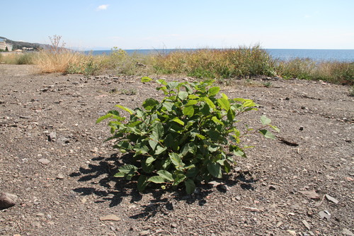 Fallopia × bohemica iNat (2)