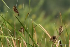 Ploceus manyar