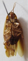 Ischnoptera rufa