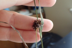 Rhynchospora cephalantha