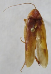 Ischnoptera rufa