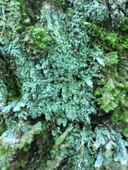 Pertusaria rubefacta