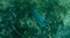 Microspathodon dorsalis