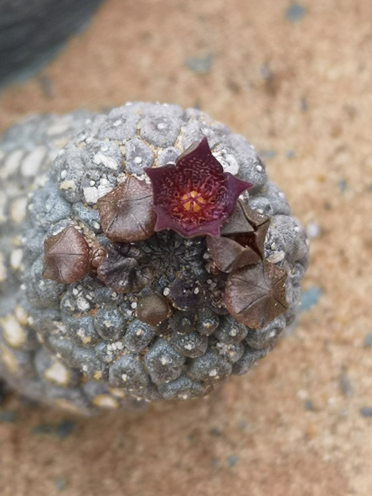 Trichocaulon sinus-luederitzii Dinter