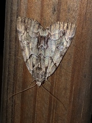 Catocala praeclara