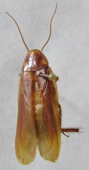 Ischnoptera rufa