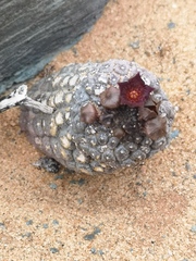 Larryleachia marlothii