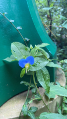 Commelina communis