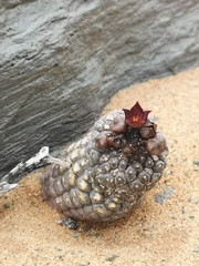 Larryleachia marlothii