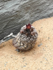 Larryleachia marlothii