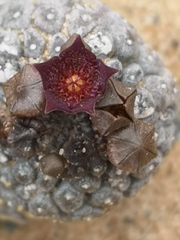 Larryleachia marlothii