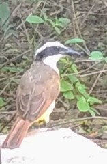 Pitangus sulphuratus