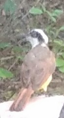 Pitangus sulphuratus