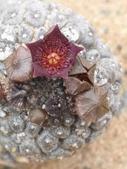 Larryleachia marlothii