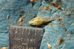 Rhynchospora cephalantha