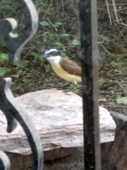 Pitangus sulphuratus