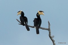 Anthracoceros coronatus