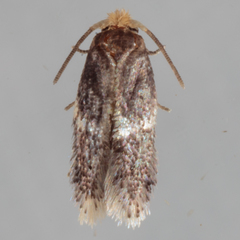 Acalyptris