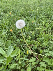Taraxacum officinale