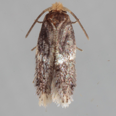 Acalyptris